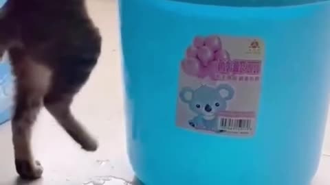 New funny cat video 😂 Funny Animal Video 🤣 Funny home cat comedy shorts video 😂 Tik tok funny reels