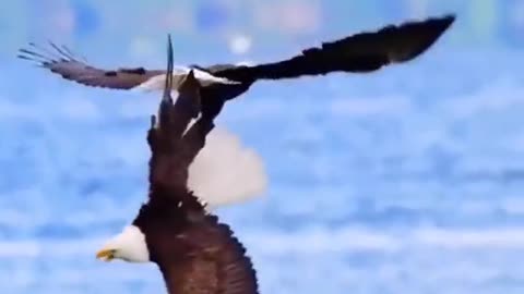 Birds love