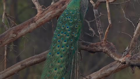 Neture of Rajsthan