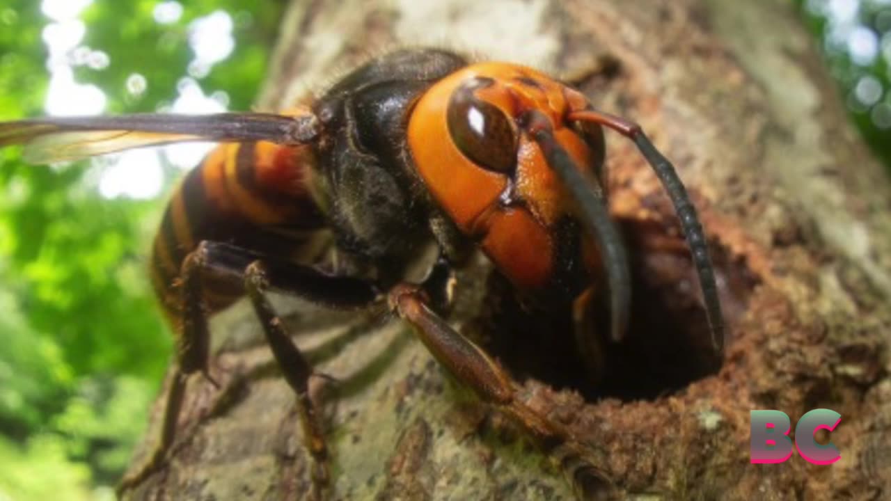 Invasive ‘murder hornets’ found in Europe for the first time