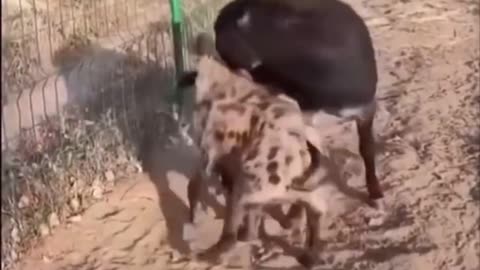 This hyena played with the wrong donkey...yes wrong donkey