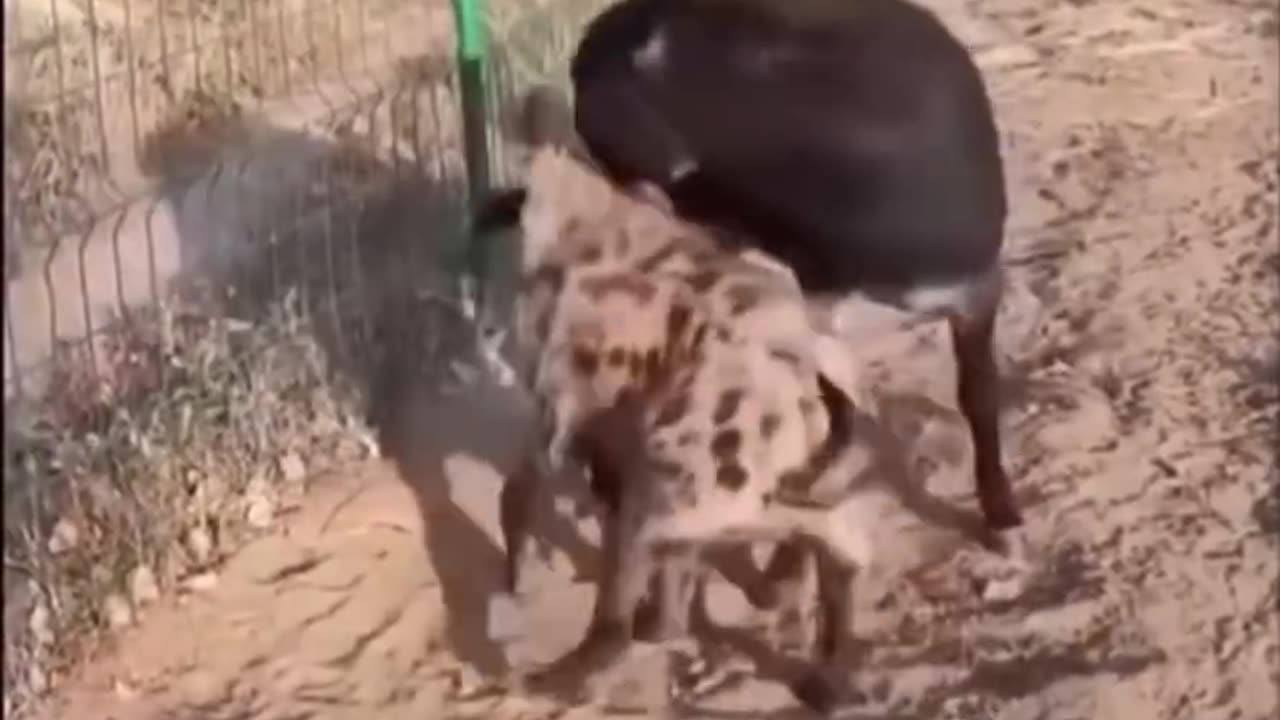 This hyena played with the wrong donkey...yes wrong donkey