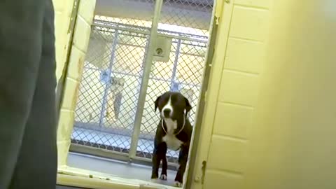 Shelter dog realizes he’s been adopted