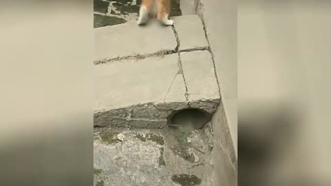 Very funny cats and dogs. Watch this!!!! XD