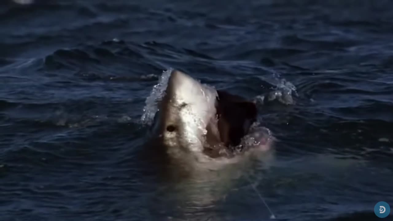 Incredible Footage of Sharks Leaping Out the Water