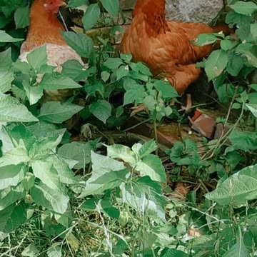 Goldi and Ginger 💚🐔💚 my fav hens 🍄♥️
