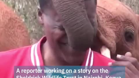 Funny Elephant