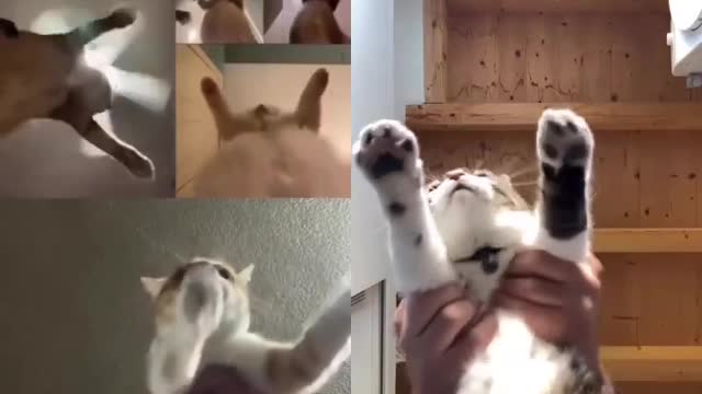 Cat's hand movements 😁🤣🐈#cat