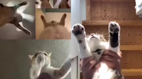 Cat's hand movements 😁🤣🐈#cat