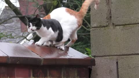 Synchronized Cats