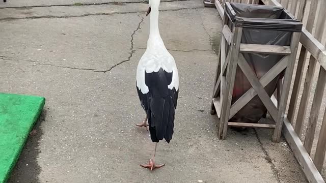 Bird Has Free Rein Over Zoo in Belarus