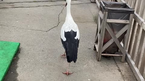 Bird Has Free Rein Over Zoo in Belarus