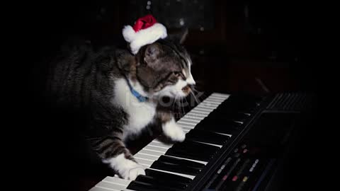 Santa Claus cat