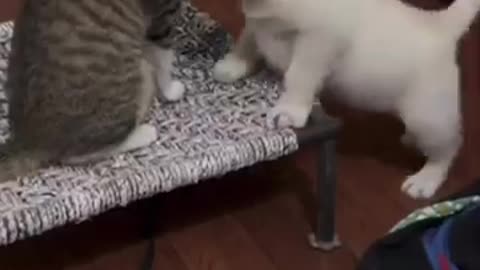 Funny 😂 video
