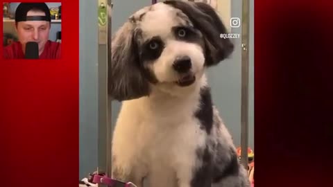 Crazy Eyed Dog!