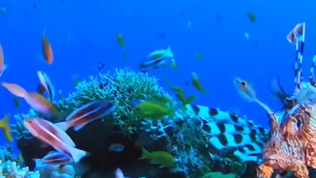 Underwater World