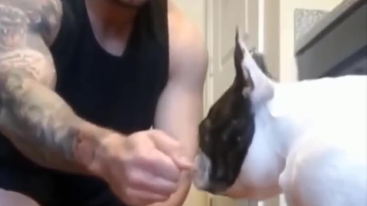 Funny animals 🤣 video