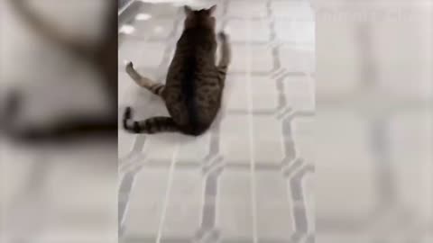 Animal funny video