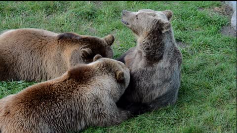 European Brown Bear