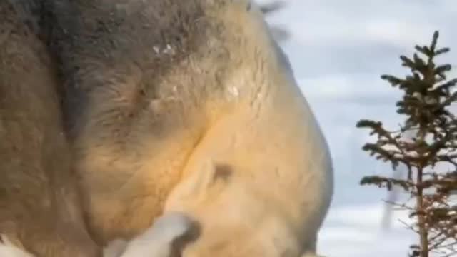 Mother and baby polar bears are sunbathing in the snow