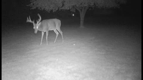 Apple Tree Bucks