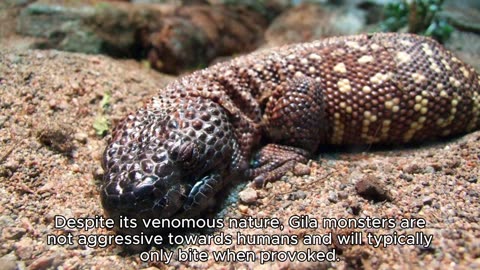 GILA MONSTER