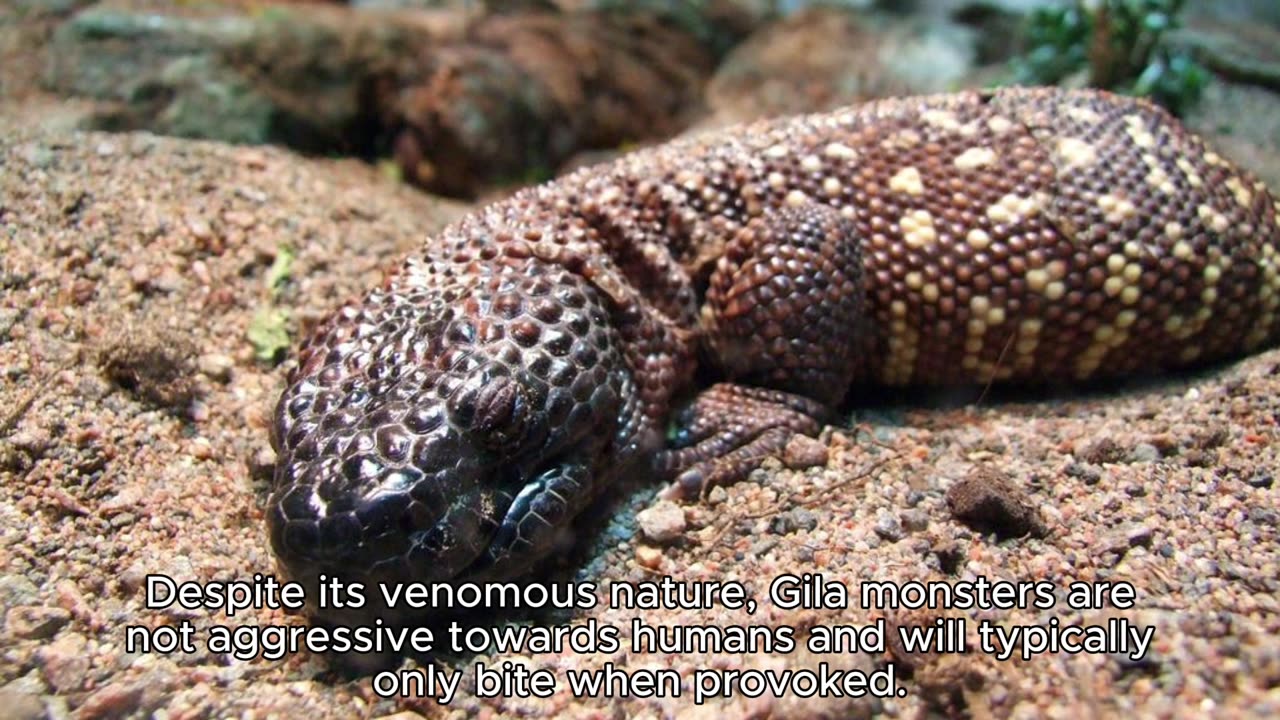 GILA MONSTER