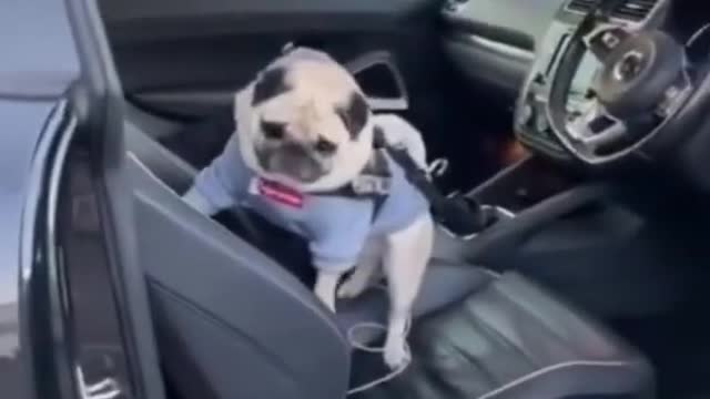 Cute Puppies doing Funny Things #Short#Dog