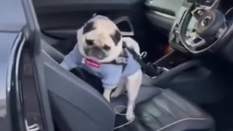 Cute Puppies doing Funny Things #Short#Dog