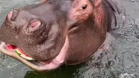 hippo