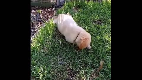 Episode 32 - Unwind with pets