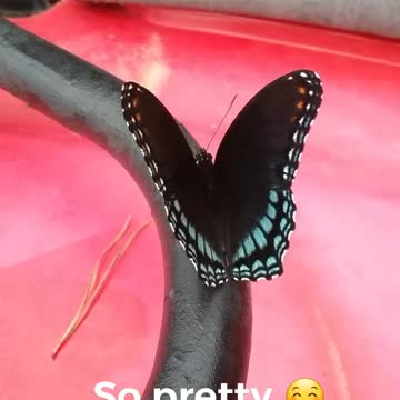 Beautiful Butterfly