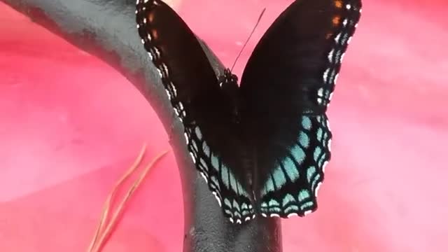 Beautiful Butterfly