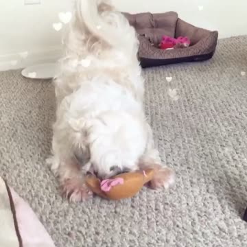Playful dog has toy stolen by her sister