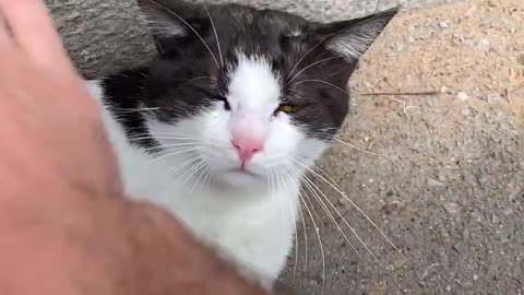 White affectionate Cat 🐈😺|