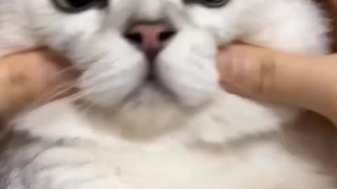 Viral short video.Funny cat videos cute cats 😺🐈 Try not to laugh Cat videos Compilation shorts #Short viral.viral shorts #funny