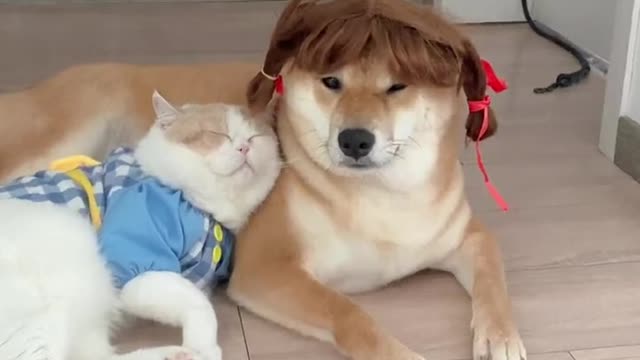 Cute and Funny Cat Videos/ Smile Cats and Dancing Cats #E005