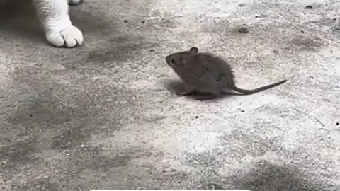 are friends now🐈🐀