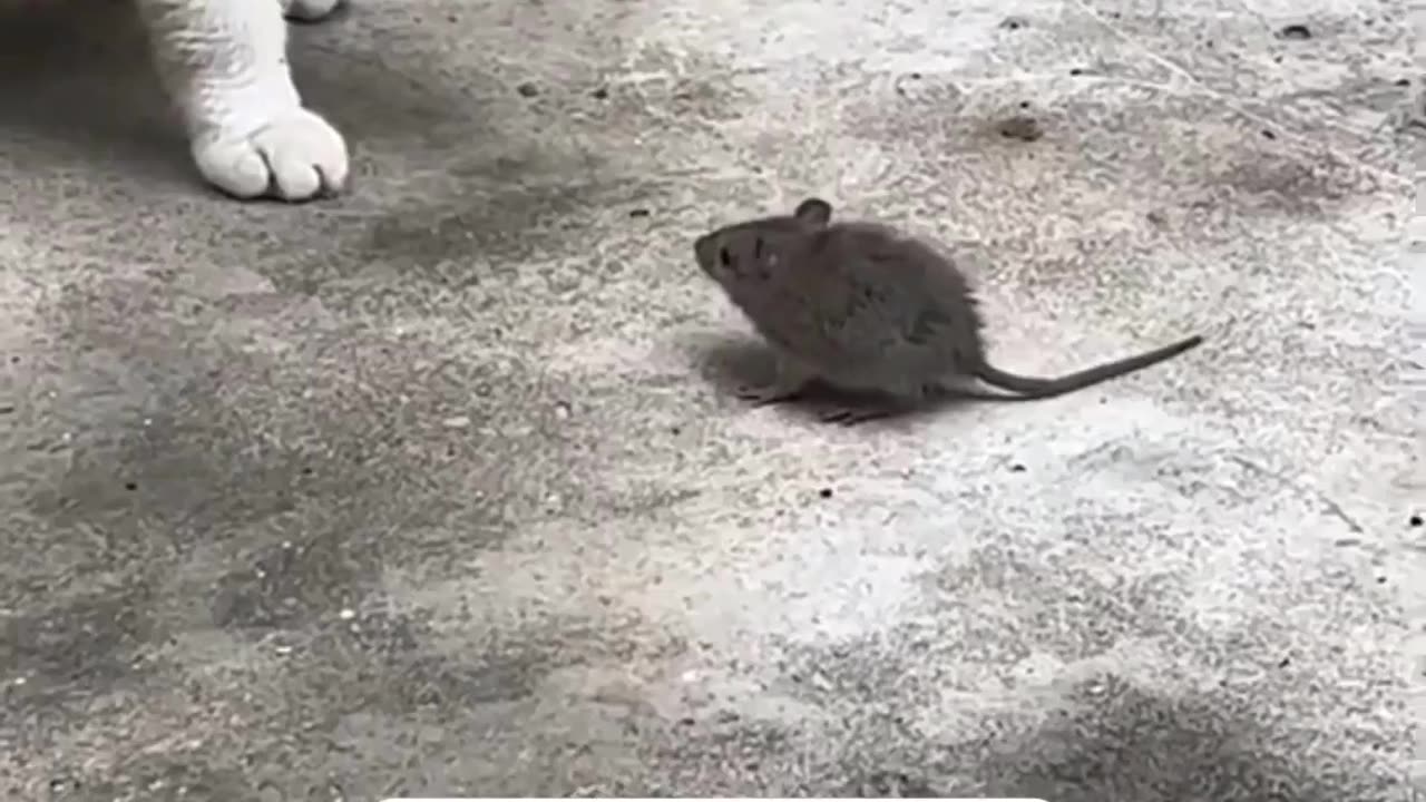 are friends now🐈🐀