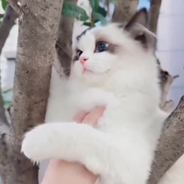 Fanny Cat Video