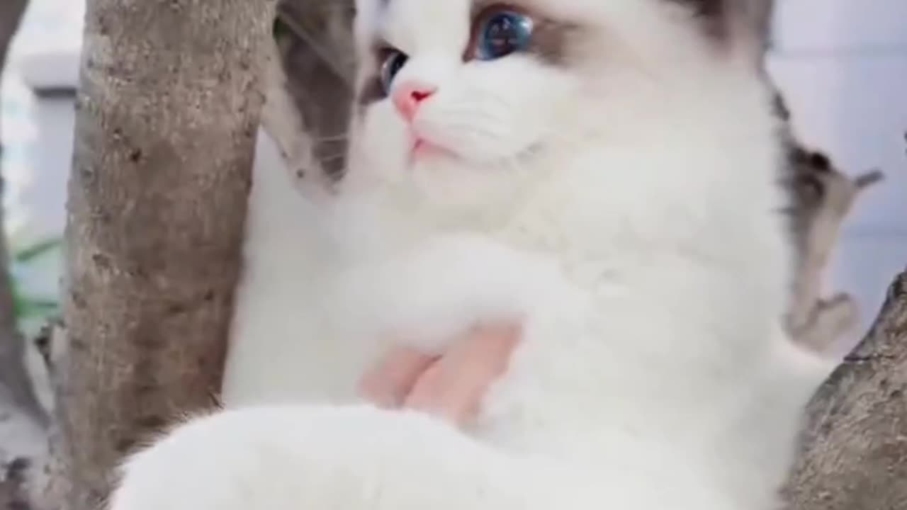 Fanny Cat Video