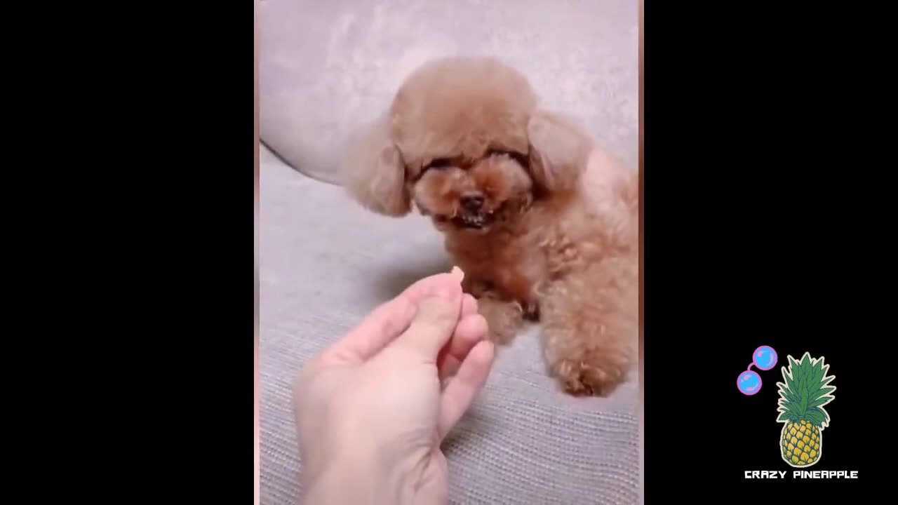 Funny Fails Compilation🤣🤣😂😂#viral#best fails#comedy#funn