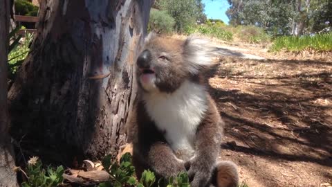 Koala Gets Kicked Out Of Tree and Cries!