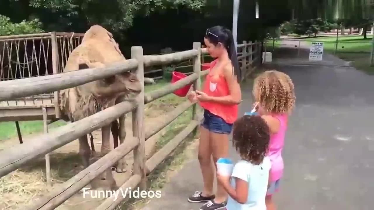 Funny girl fails | Hilarious animal videos | Funny zoo fails