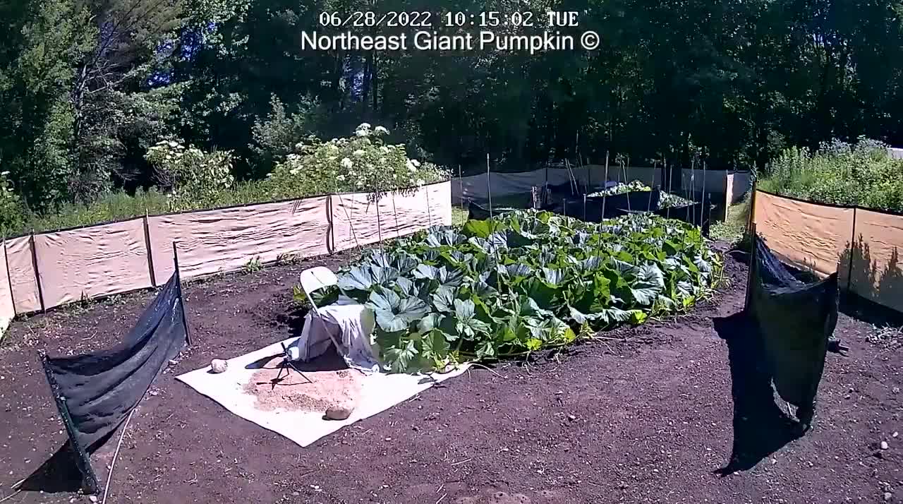 2480 lb Giant Pumpkin Timelapse _ aka Bear Swipe _ Winner of Topsfield Fair