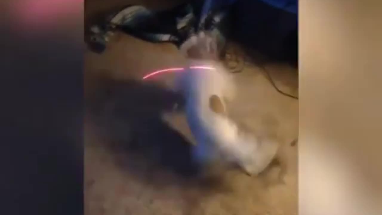 Funny animal