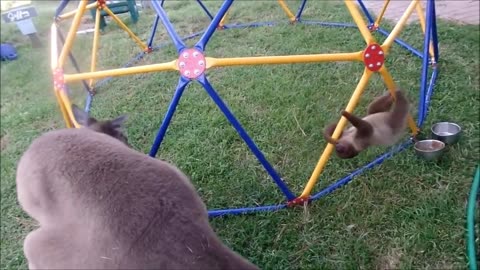 Baby Sloths Cutest Moment