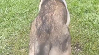 German Shepherd Takes Crow for a Ride