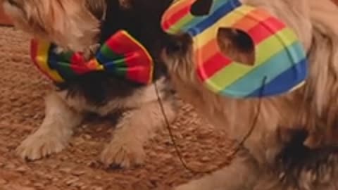 Dogs Wearing a Masks!