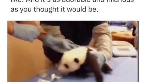 This is what a baby panda sounds like,